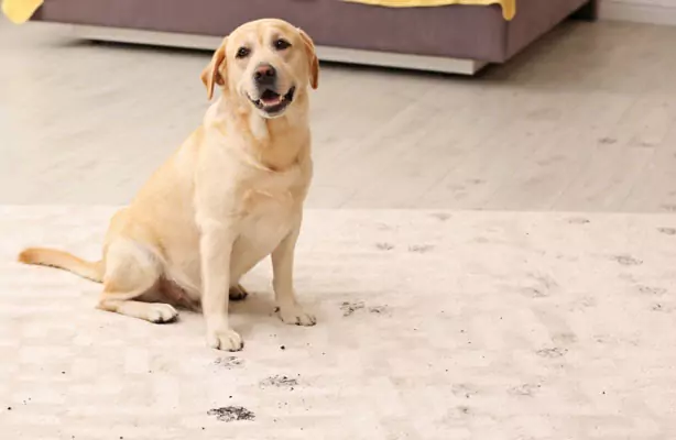 Treating Carpet Treating Carpet | SCI Floor Covering